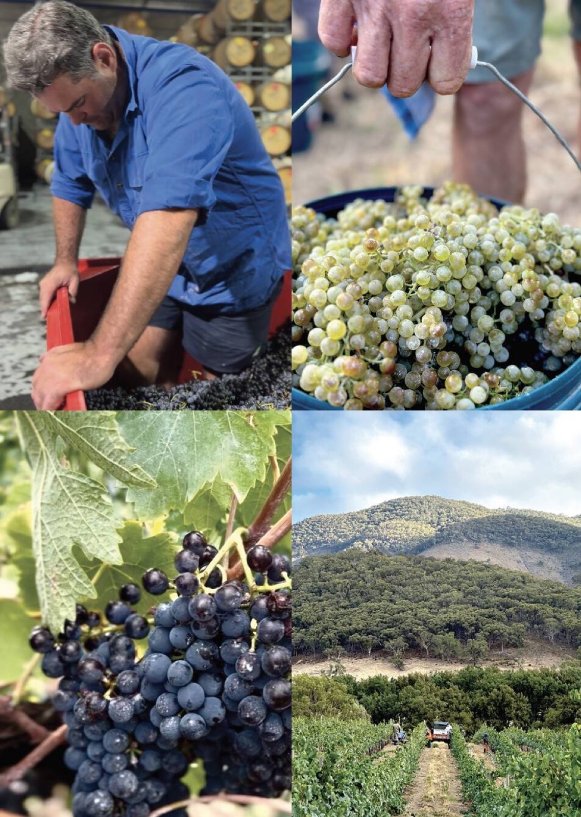 Harvest at Skimstone Wines, Mudgee