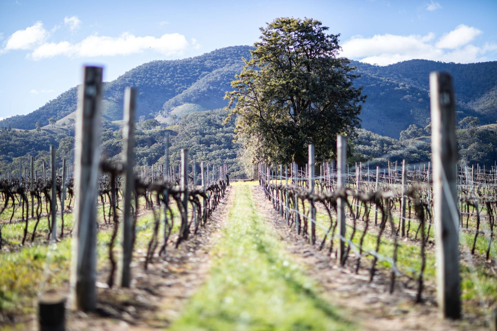 Winter vineyard rows at Skimstone, Apple Tree Flat