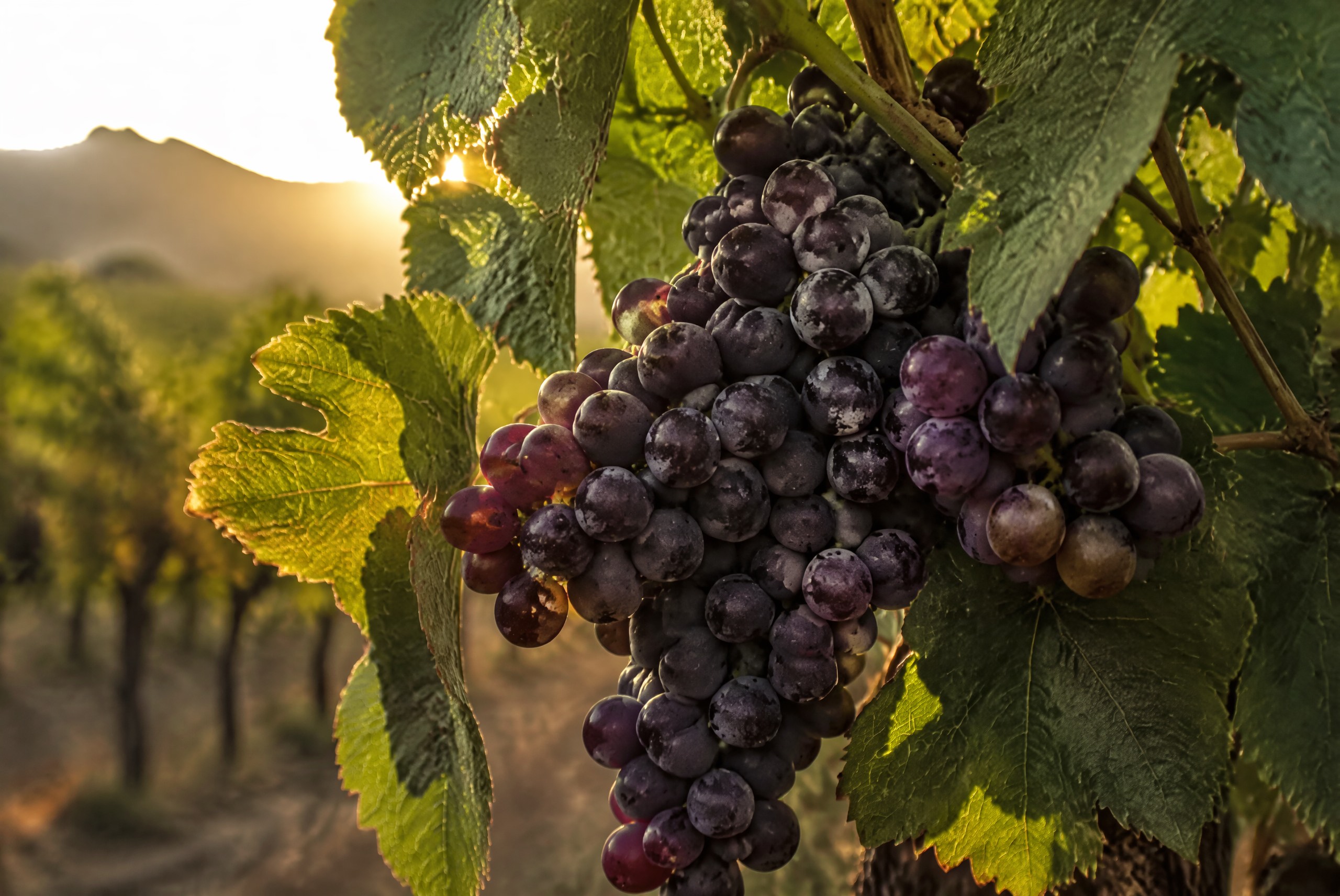 Dark Barbera grapes on the vine at veraison